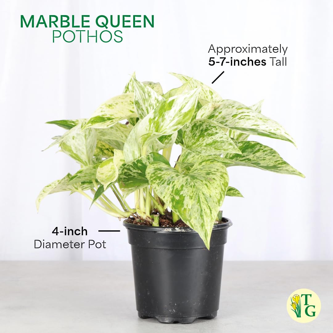 Thorsen's Greenhouse Marble Queen Pothos, Live Indoor Plant, Easy to Grow, Rare Variegated Houseplant, Natural Air Purifier, 4-inch Diameter Pot (3 Pack Nursery Pots)