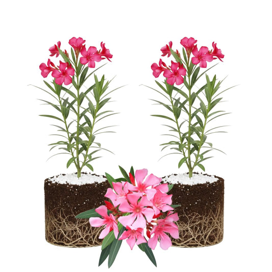 2 Live Pink Oleander Plants, Flowering Bush, 4-7 Inches Tall, Well Rooted for Planting