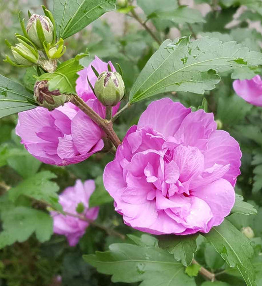 2 Purple Ardens Rose of Sharon Hibiscus (Althea) Shrubs - 10-16" Tall Live Plants - Flowering Bush/Tree Seedlings - Hibiscus syriacus - (2 Pack)