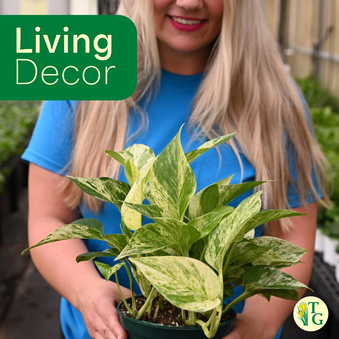 Thorsen's Greenhouse Marble Queen Pothos, Live Indoor Plant, Easy to Grow, Rare Variegated Houseplant, Natural Air Purifier, 4-inch Diameter Pot (3 Pack Nursery Pots)