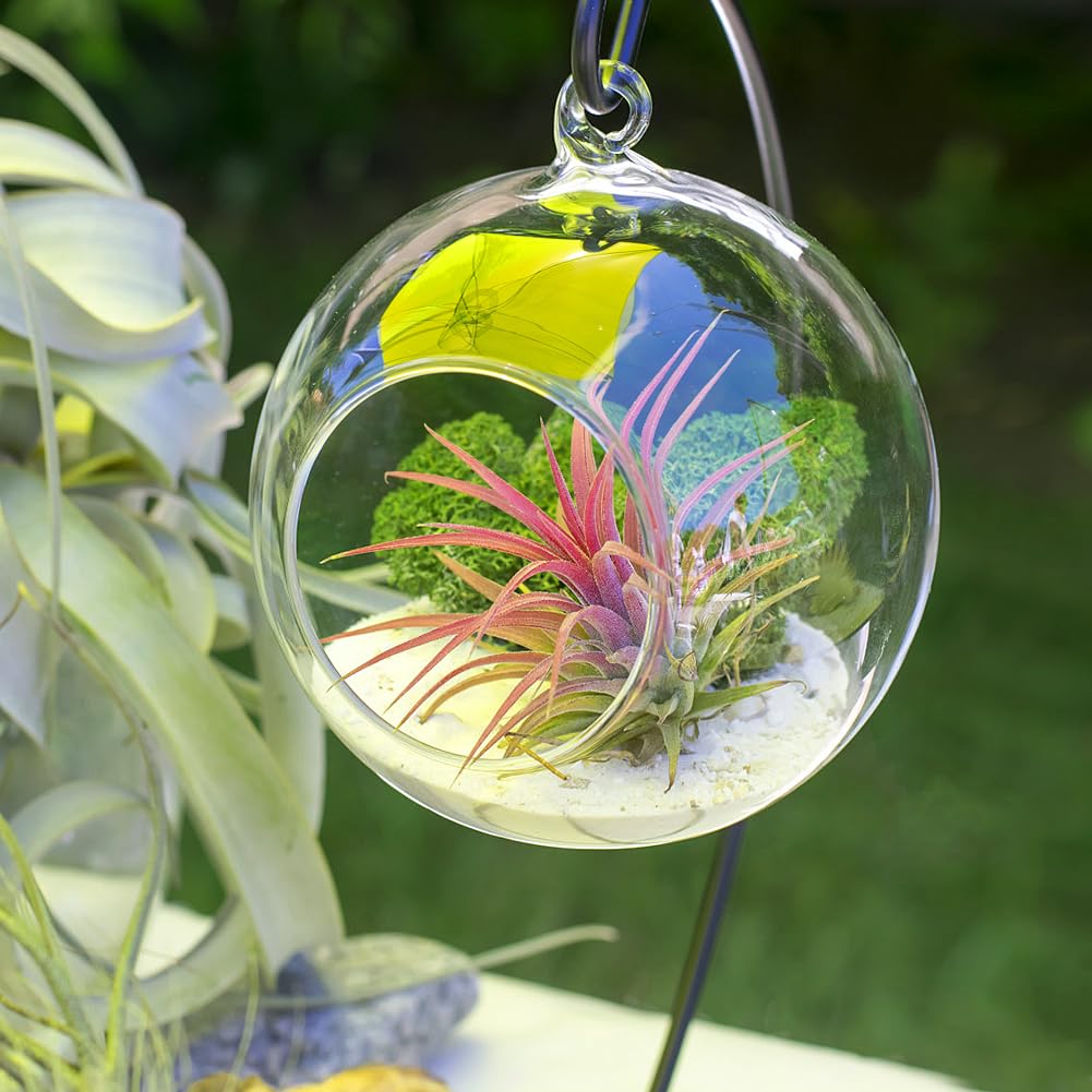 Air Plant Terrarium Kit with Stand, Hanging Glass VaseTerrarium Globe with Metal Ornament Display Stand Tabletop Glass Terrarium for Air Plants Small Plants