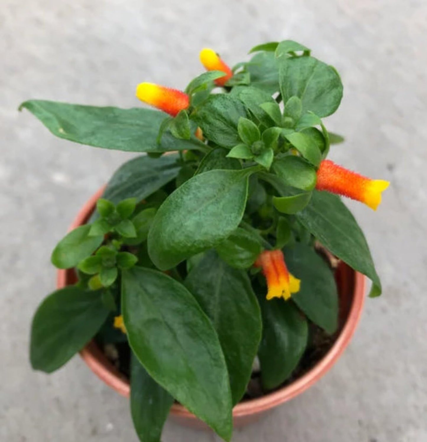 Candy Corn Manettia Live Plants (5-9") - Pack of 2 (Two) - Firecracker Vine Luteorubra - Rare Red & Yellow Blooms - Fast Growing Tropical Climber - Indoor/Outdoor Hummingbird Magnet on Trellis