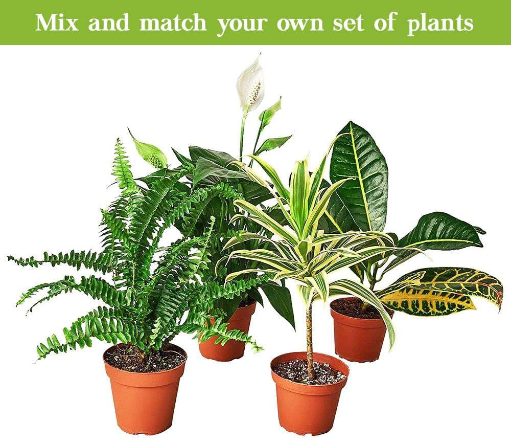 Snake Plant Gold Hahnii Live Plant for Indoor | Different Houseplants in 4'' & 6'' Pot | Real House Plant for Living Room, Office, Desk & Bathroom | Laurentii
