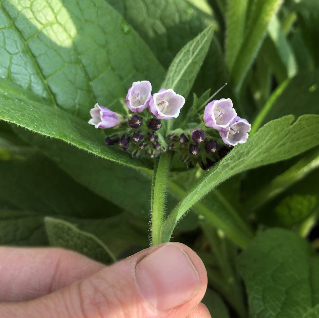 Smoke Camp Crafts Comfrey Plant, Symphytum officinale, Beautiful Plants, Mexican Hat, Garden Decor, 2.5" Pot