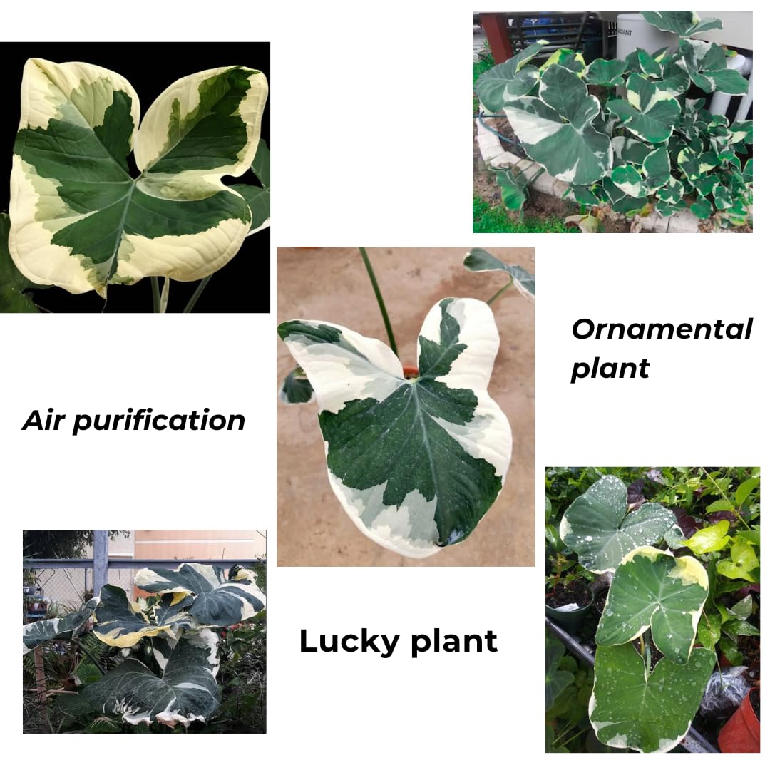 Colocasia Elephant Ears Live Plant, Alocasia Plant, Esculenta Taro Live Houseplant, 5-7 Inc Tall (Variegated)