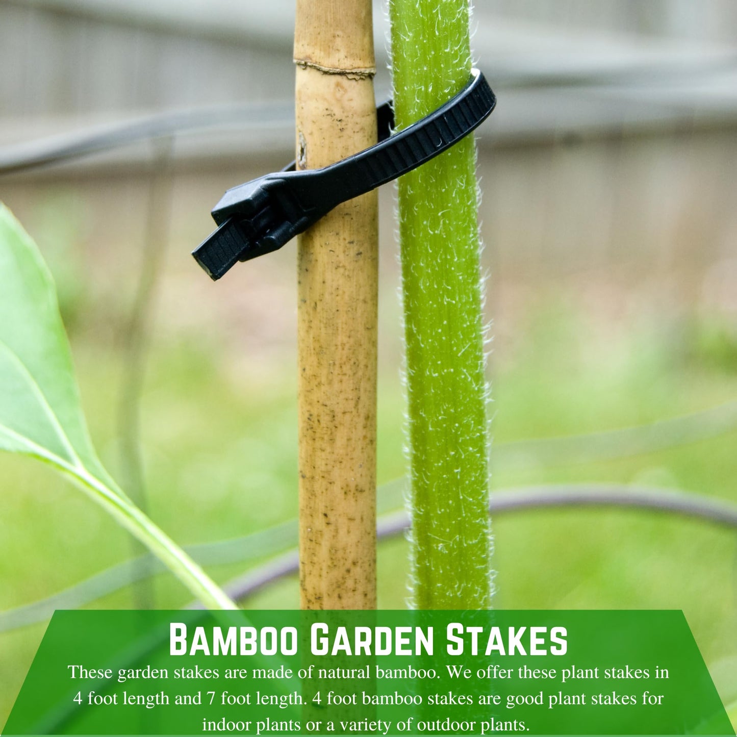 Farm Plastic Supply - Bamboo Garden Stakes - Bambo Sticks, Bamboo Plant Stakes for Outdoor Plants, Plant Support Stakes for Indoor Plants (7 Foot, 75)