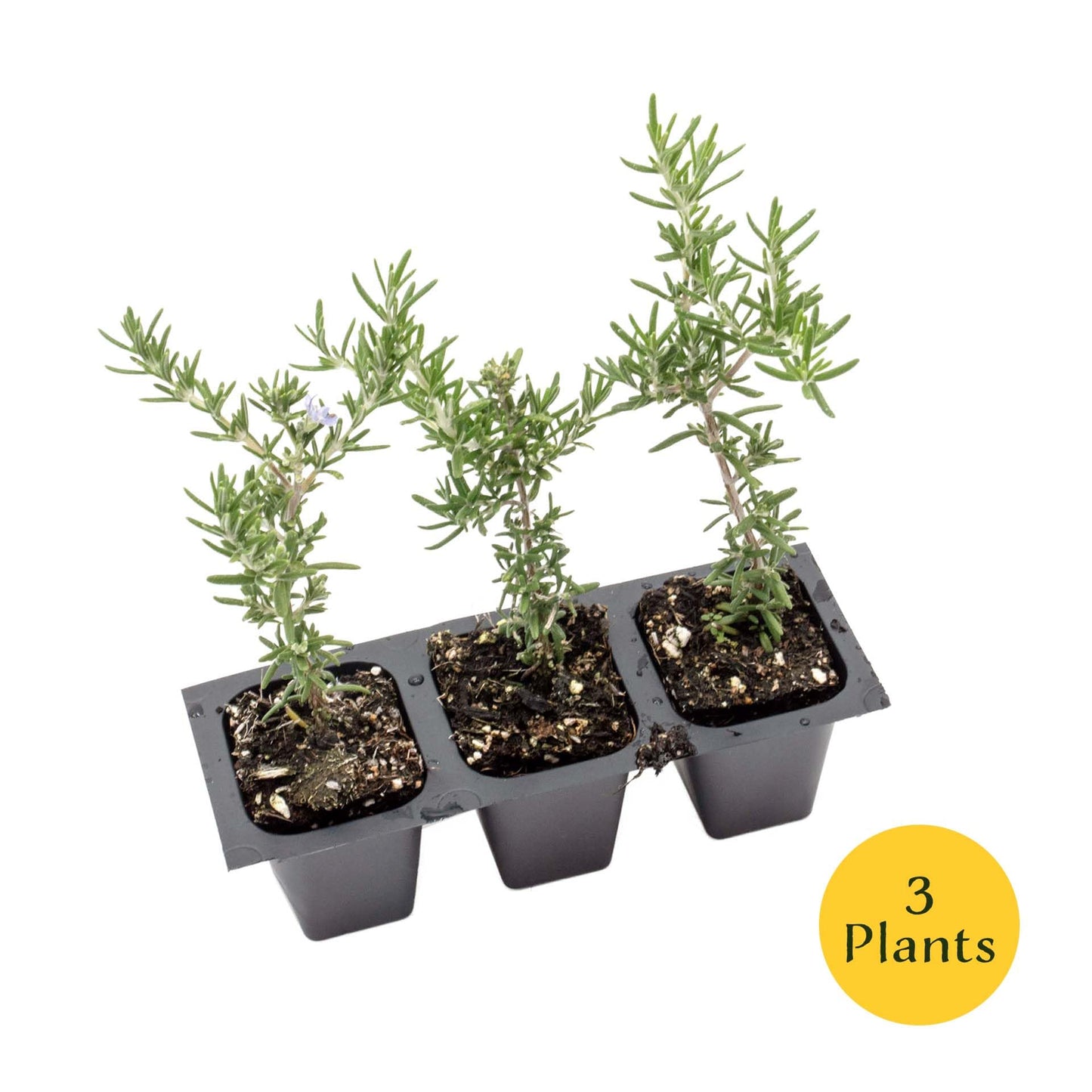 3 Creeping Rosemary in 2.5” Nursery Cubes (Rosmarinus officinalis ‘Prostratus’) | Evergreen Aromatic Groundcover Herb for Rock Gardens, Walls & Containers | Ready-to-Plant Live Starter Plants