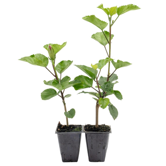 2 Angus Galt Hibiscus in 3.5" Nursery Cubes | Hibiscus ‘Angus Galt’ | Tropical Pink Flowering Shrub for Containers, Patios & Gardens | Live Starter Plants