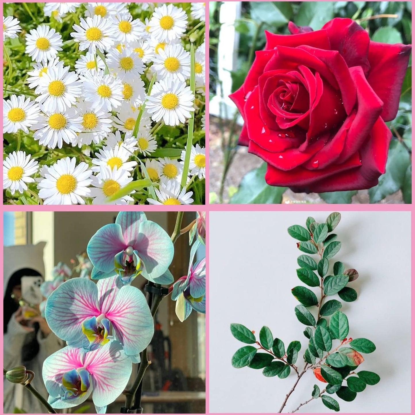 ZiXiang Gumpaste Flower Silicone Veining Mold Rose Veined Fondant Molds Gum Paste Peony Flower Mold Plumeria Daisy Orchid Molds For Sugar Craft Cake Decorating Candy Polymer Clay Set Of 6