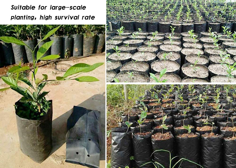Frjjthchy 100 PCS Thicken Plastic Nursery Bags for Plants Fruit Flower Grow Bags Seedling Pots (7.87x11.81 in)