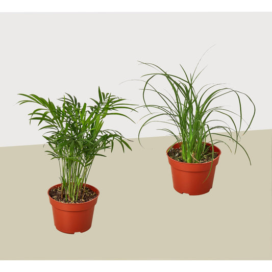 2 Palm Variety, 2 Pack | Live Plant for Indoor & Outdoor | for Living Room, Office, Bathroom | (4" Pot)