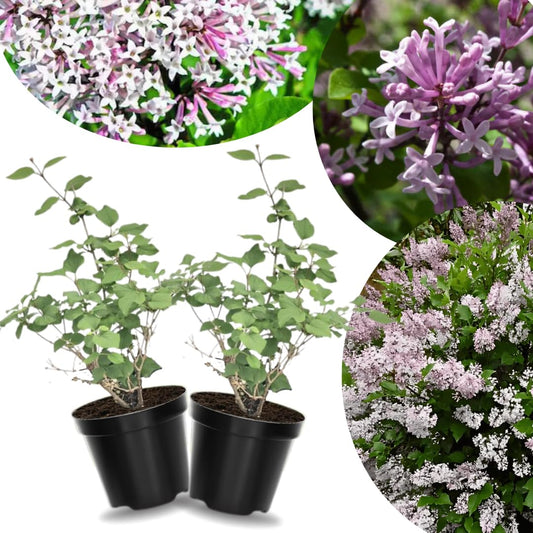 2 Kim Lilac Bushes Trees Live Plants 8-12 Inches Tall, Well Rooted in Quart Pot, Fragrant Spring Flowering Outdoor Plant (Light Pink Lilac Shrub)