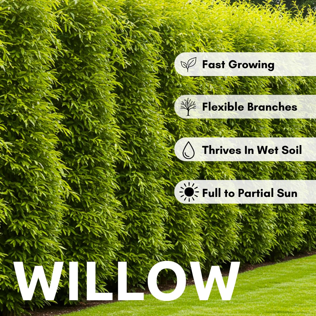 10 Austree Hybrid Willow Trees, Fastest Growing Shade or Privacy Tree - Austree Hybrid Willow Tree - 10 Live Trees
