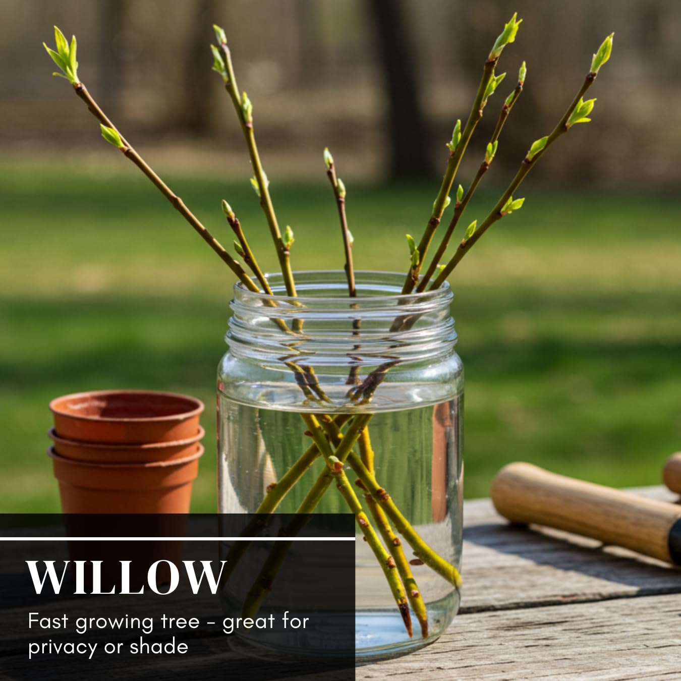 Natural Privacy Fence - 60 Ft Long - Grow 20 Fast Growing Hybrid Willow Trees - Up to 10 Feet First Year - Change The View