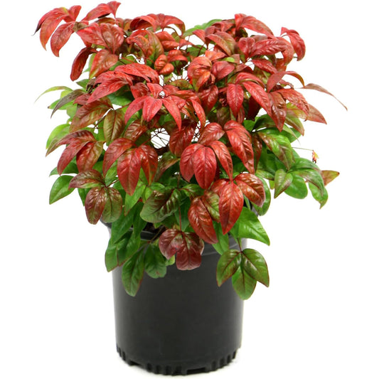 2.5 qt. Nandina Fire Power Shrub - Compact & Dense Dwarf Evergreen Shrubs w/Striking Pinnate Leaves - Ornamental Shrubs for Borders, Mass Plantings,Low Hedges, Rockeries or Perennial Gardens