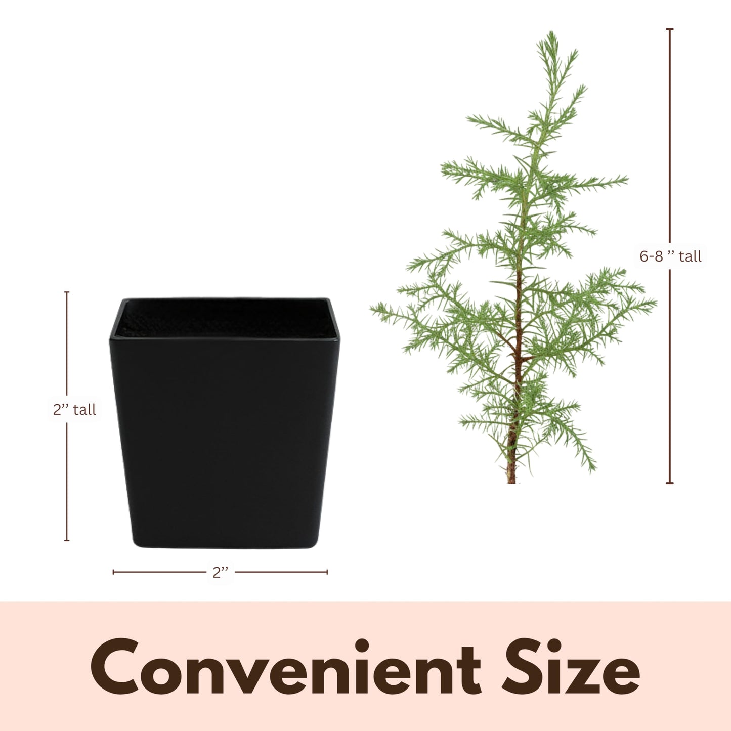 My Shelfie – Arizona Cypress Bonsai Starter Tree (Cupressus arizonica), Live Evergreen Plant for Indoor or Outdoor Bonsai Forest Garden, Home & Living Room Décor (3)
