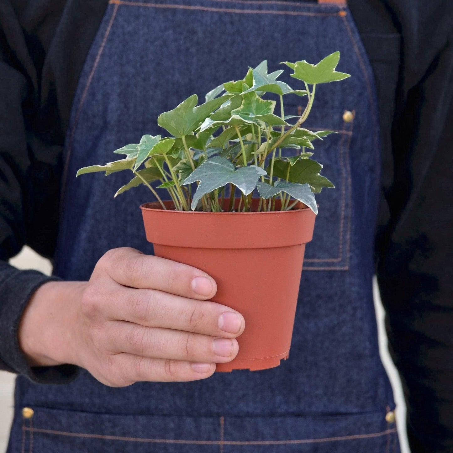 English Ivy 'Glacier' | Live Plant for Indoor & Outdoor | for Living Room, Office, Bathroom | (4" Pot, White Cylinder)