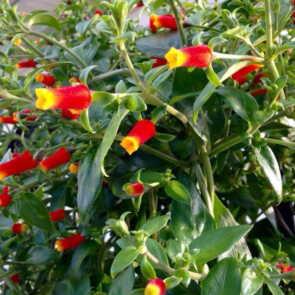 Candy Corn Manettia Live Plants (5-9") - Pack of 2 (Two) - Firecracker Vine Luteorubra - Rare Red & Yellow Blooms - Fast Growing Tropical Climber - Indoor/Outdoor Hummingbird Magnet on Trellis