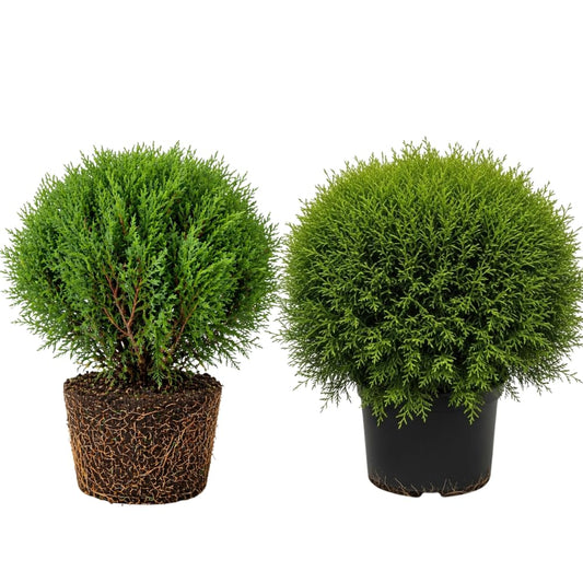 2 Live Mr Bowling Ball Arborvitae Plants, 4-6" Tall in Quart Pot, Low Maintenance, Hardy, Decorative Evergreen Trees Live Plants for Garden, Pathways & Landscape