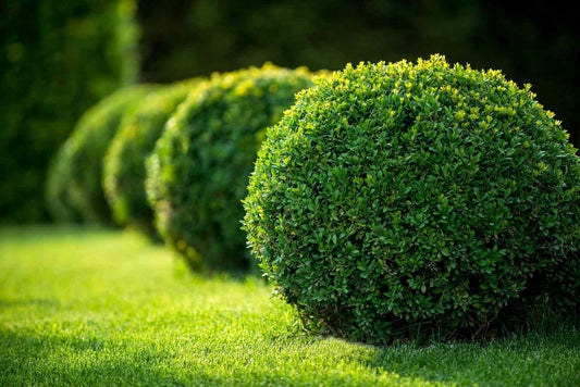 20 Seeds Common English Boxwood Tree | Buxus sempervirens Seeds Hardy Landscaping Shrub