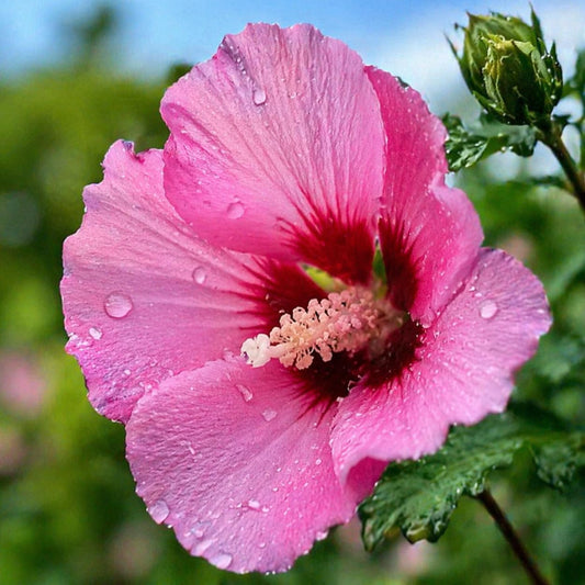 2 Pink Aphrodite Rose of Sharon Hibiscus (Althea) Shrubs - 18-24" Tall Live Plants - Flowering Bush/Tree Seedlings - Hibiscus syriacus 'Aphrodite' - (2 Pack)
