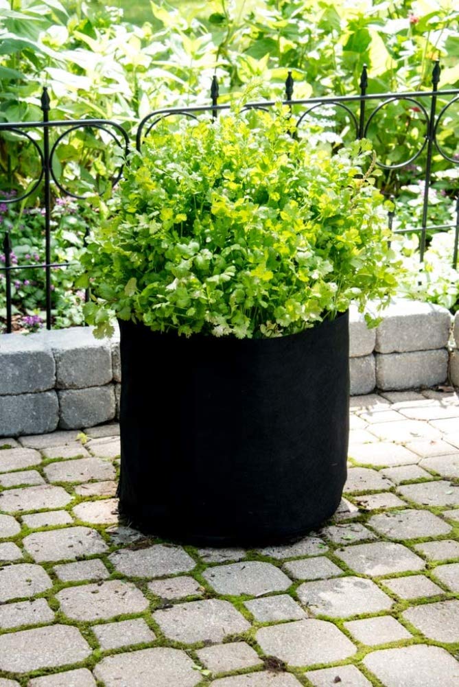 Herb Coriander/Cilantro Pkt - Approx. 50 seeds