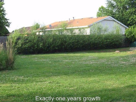24 Hybrid Willow Tree Cuttings to Grow - Fastest Growing Tree in The World - Fast Privacy Hedge, Shade Trees - Grow Aussie Willow Trees
