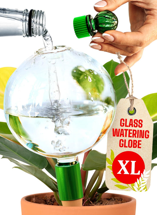 16 Oz Plant Watering Globes for Indoor Plants with Terracotta Self Watering Planter Insert - Hand-Blown XL Glass Globes - Automatic Indoor Planter Waterer, Gift Idea for Gardeners [1, Clear]
