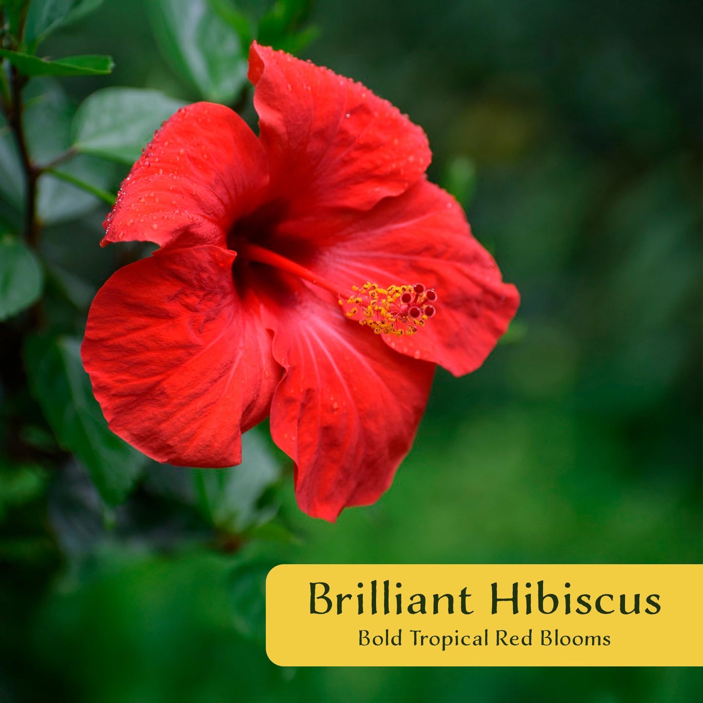 2 Brilliant Hibiscus in 3.5" Nursery Cubes | Hibiscus rosa-sinensis ‘Brilliant’ | Tropical Red Flowering Shrub for Containers, Patios & Gardens | Ready-to-Plant Live Starters