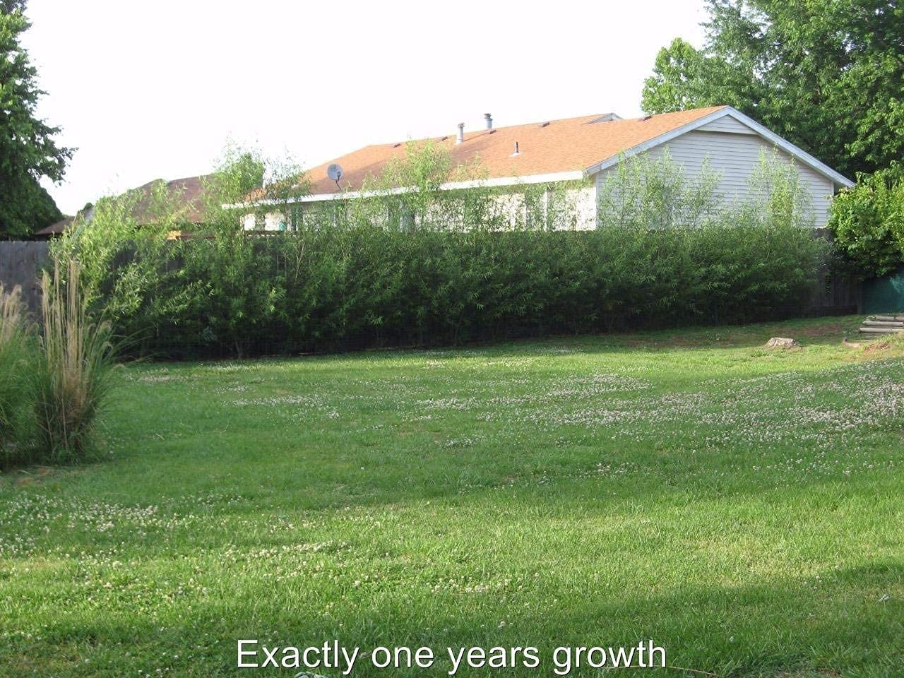 Dozen Hybrid Willow Trees, Fastest Growing Shade or Privacy Tree - Austree Hybrid Willow Tree - 12 Live Trees