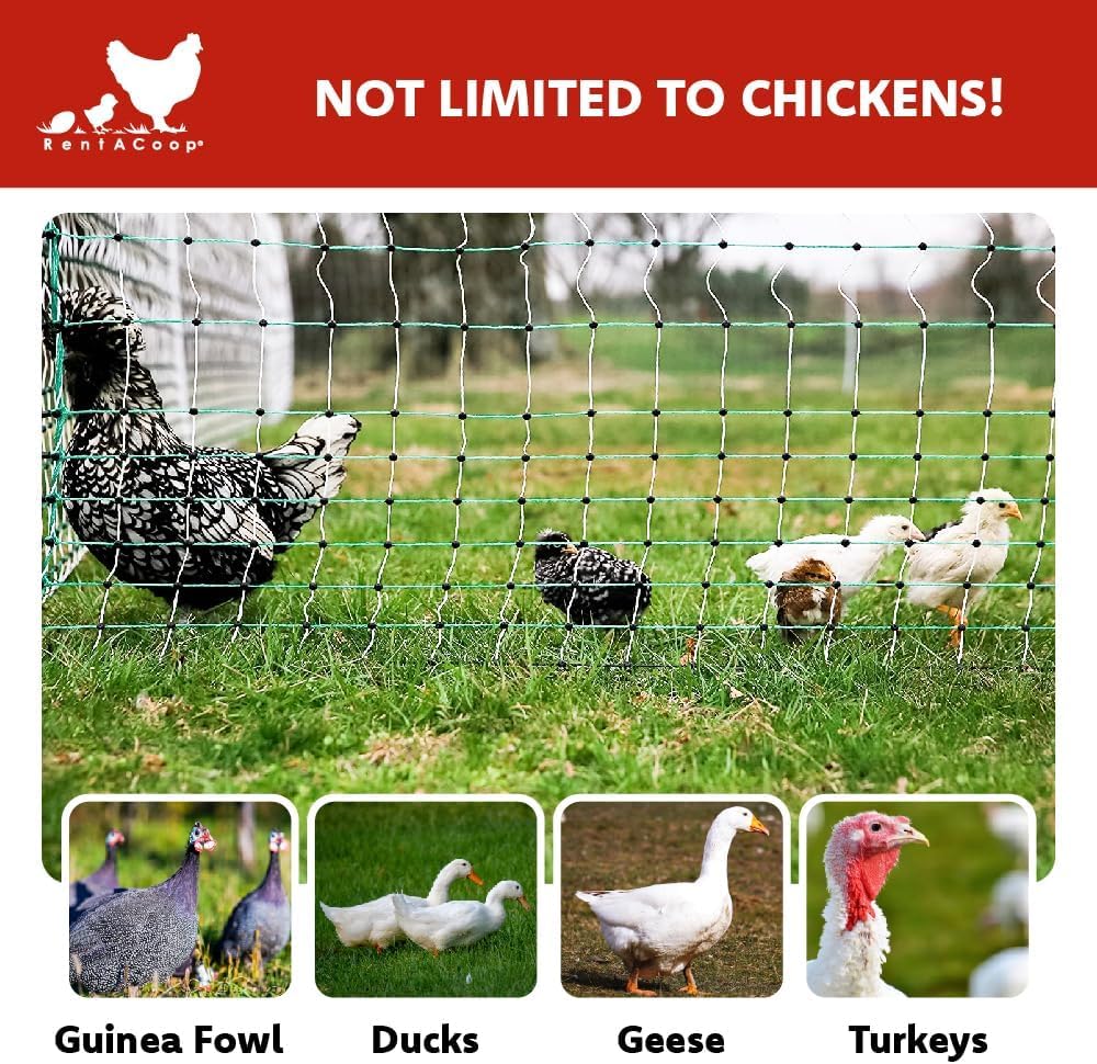 RentACoop Poultry Netting Electric Fence - Electric Poultry Enclosure for Chickens, Ducks, Turkeys - Suitable for 4 Week Old Chickens/Older and Adult Poultry - Energizer Not Included - 168' L x 42" H