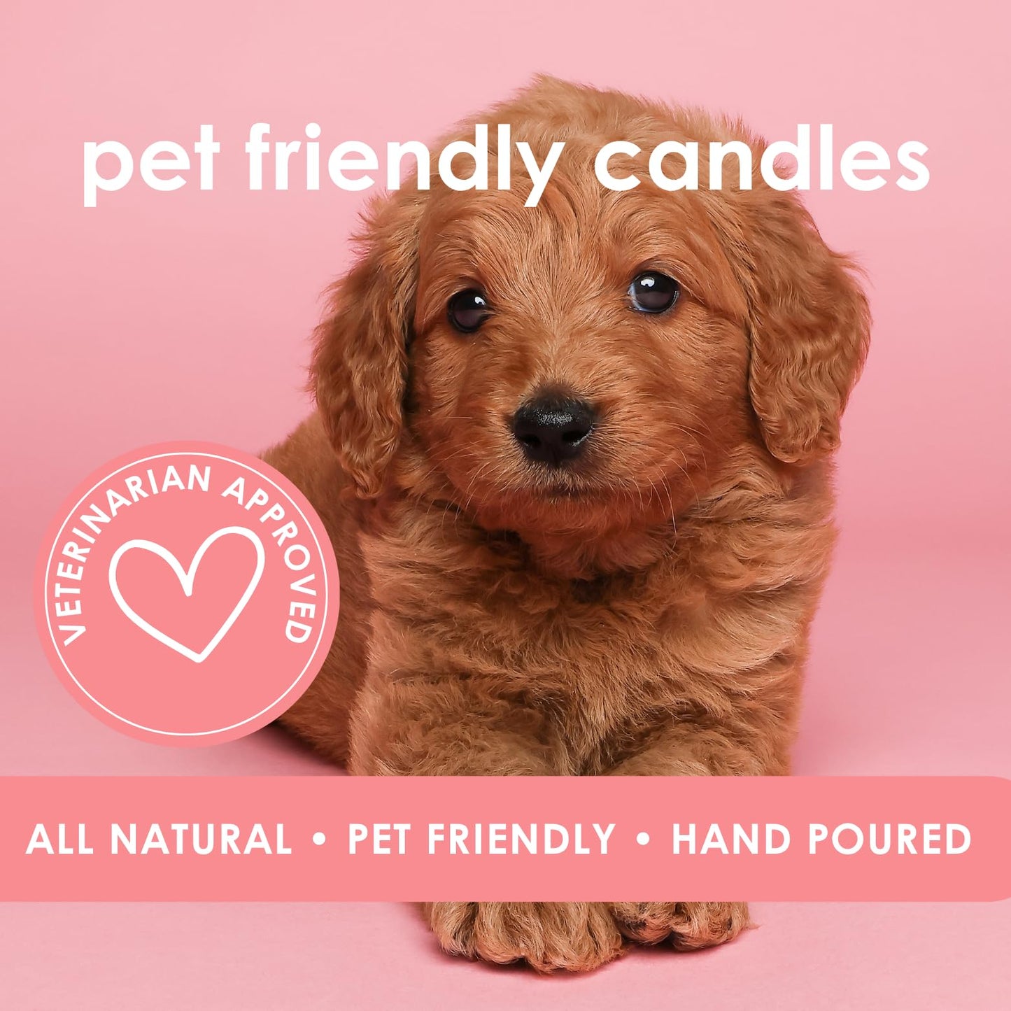 Pet Safe Candle for Dogs | Non Toxic Coconut Apricot Wax Candle | Clean Burning, Paraffin-Free | Pet Odor Eliminating Home Fragrance | Walk in the Woods | 4 oz