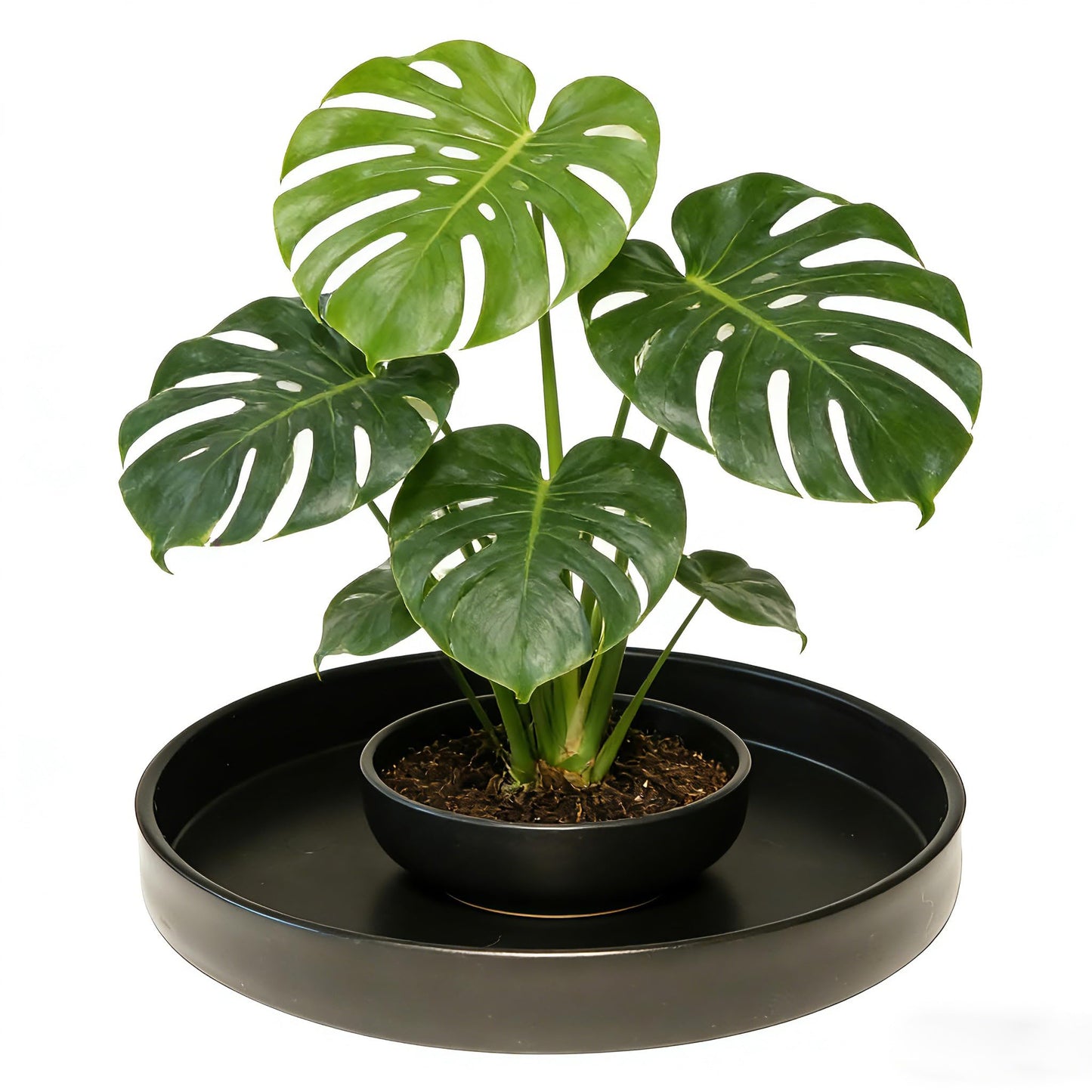 Afrine 1 Pack 12 inch Plant Saucer Drip Tray, Heavy Sturdy Plastic Planter Flower Pot Drainage Tray Plate Saucers for Indoor Outdoor Garden, Plant Water Drip Trays for pots Base (12", Black)