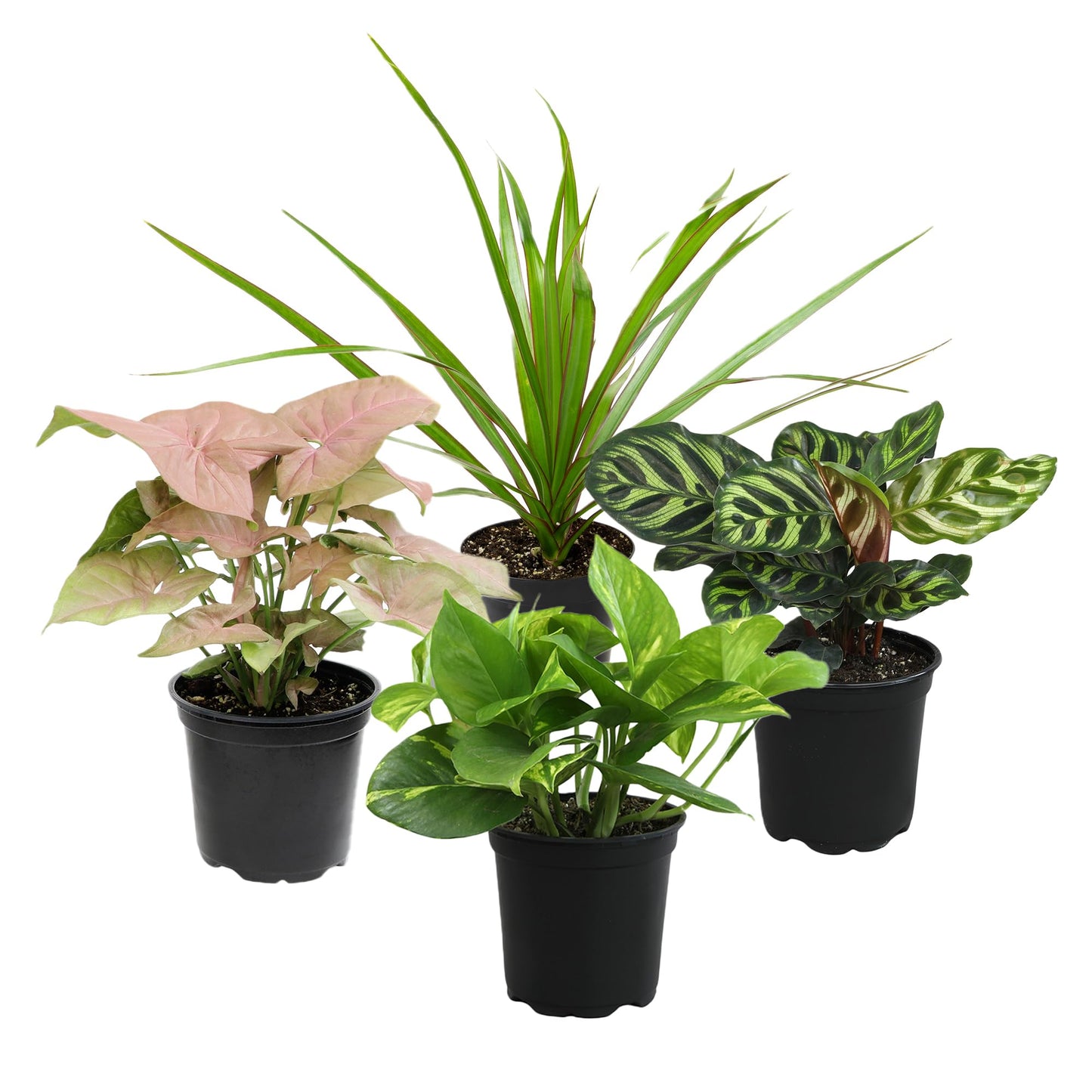 Altman Plants Classic Houseplant Collection (4PK) Live Indoor Plants in 4" Pots, Easy Care House Plants, Snake Plant, Pothos in Potting Soil, Clean Air Plants