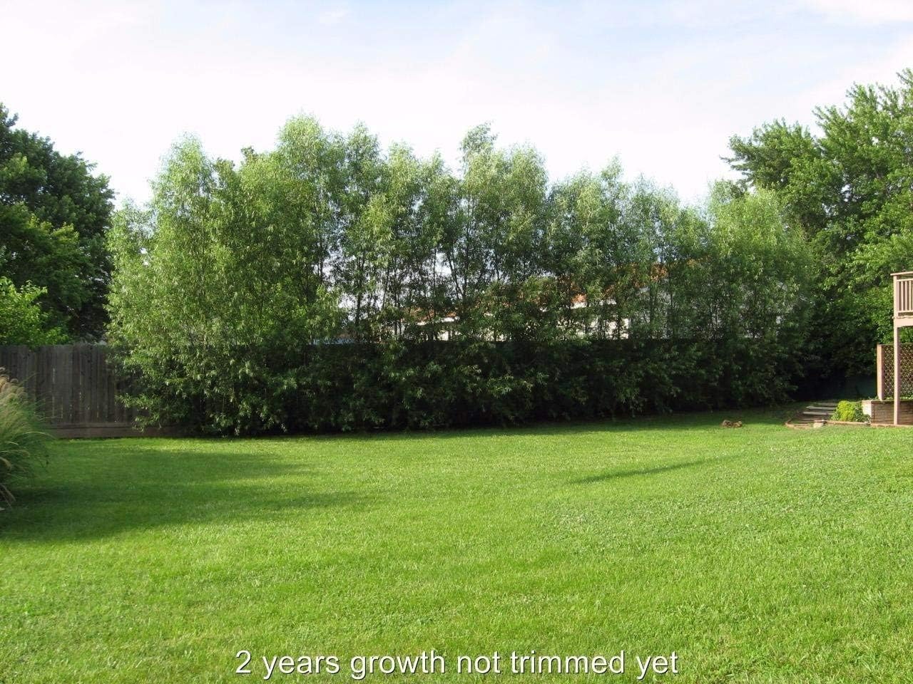 50 Hybrid Willow Trees - Fast Privacy Trees or Shade - Austree Willow Grow 6-10 Feet Per Year - Privacy Hedge