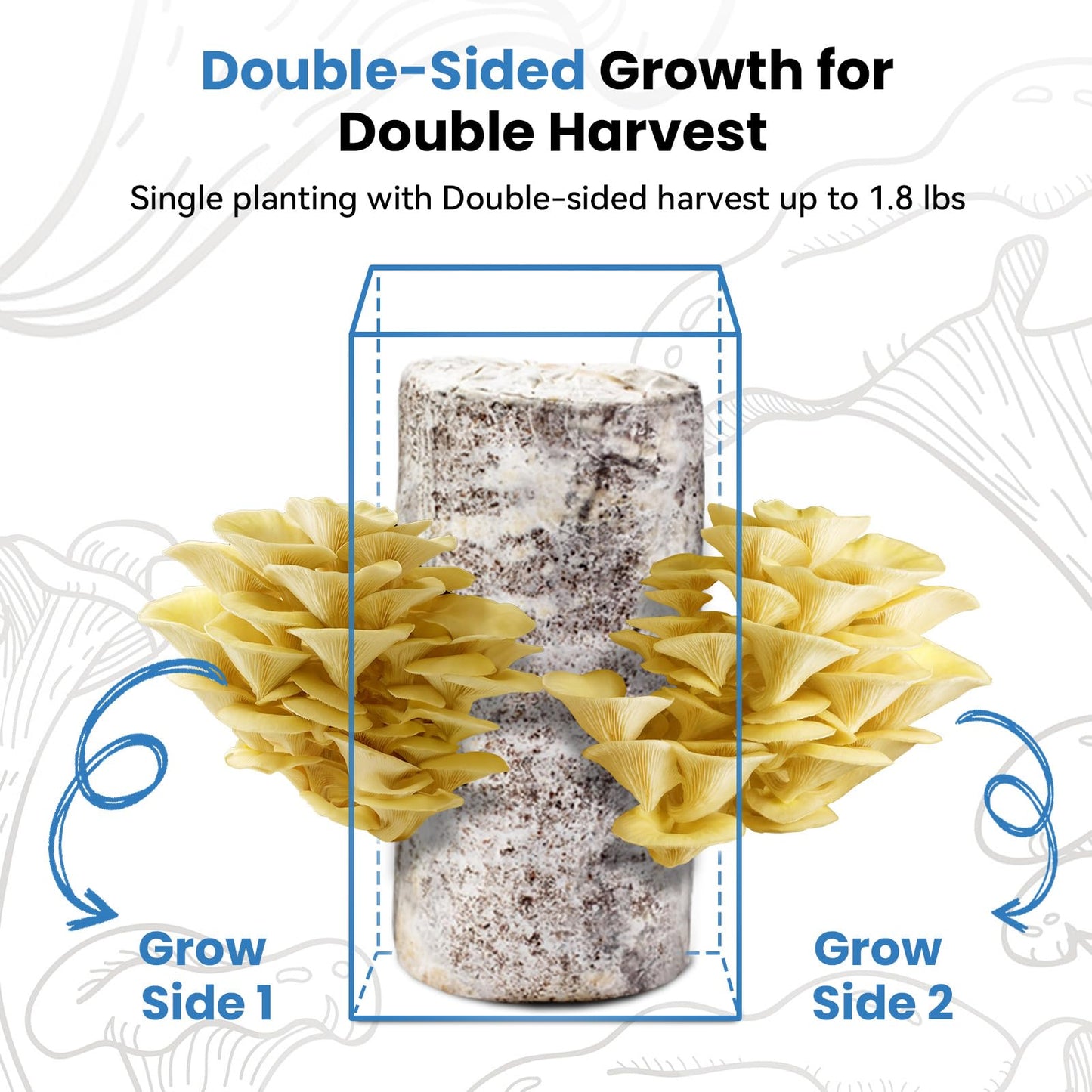 Organic Edible 4lbs Golden Oyster Mushroom Growing Kit, Made in USA, Double-Side Mushroom Grow Kit Indoor, Harvest Gourmet Mushrooms in 10 Days, Top Gardening Gift, Holiday Gift