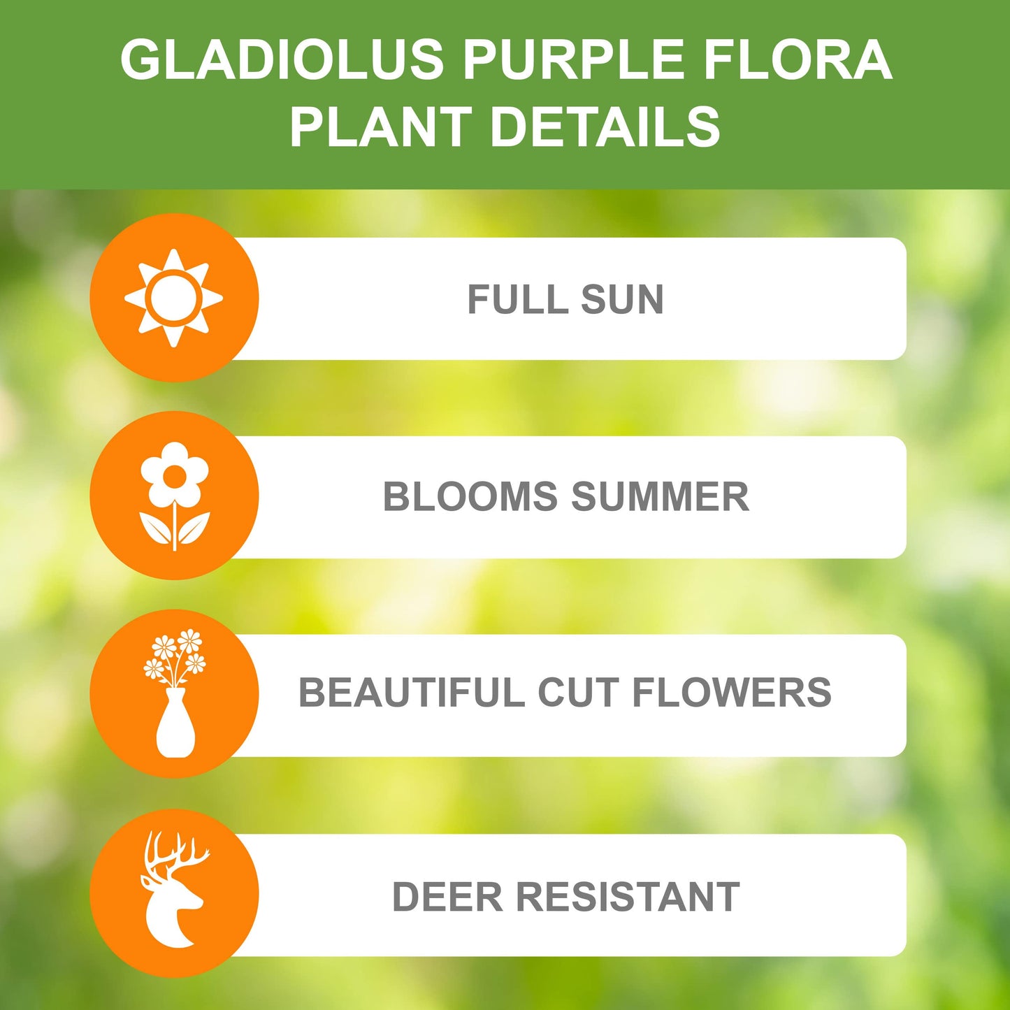 Garden State Bulb Purple Flora Gladiolus Flower Bulbs, 12/14cm, Spring Planting (Bag of 60)
