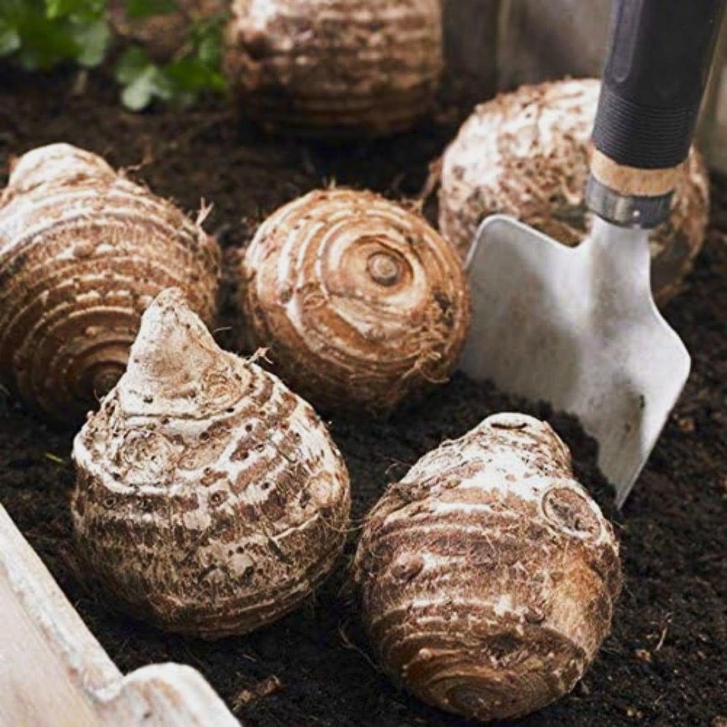 WFTHLO Elephant Ears Bulbs/Giant Elephant Ear Bulbs-Attracting/Low Maintenance Tropical Houseplant-C-6 bulbs