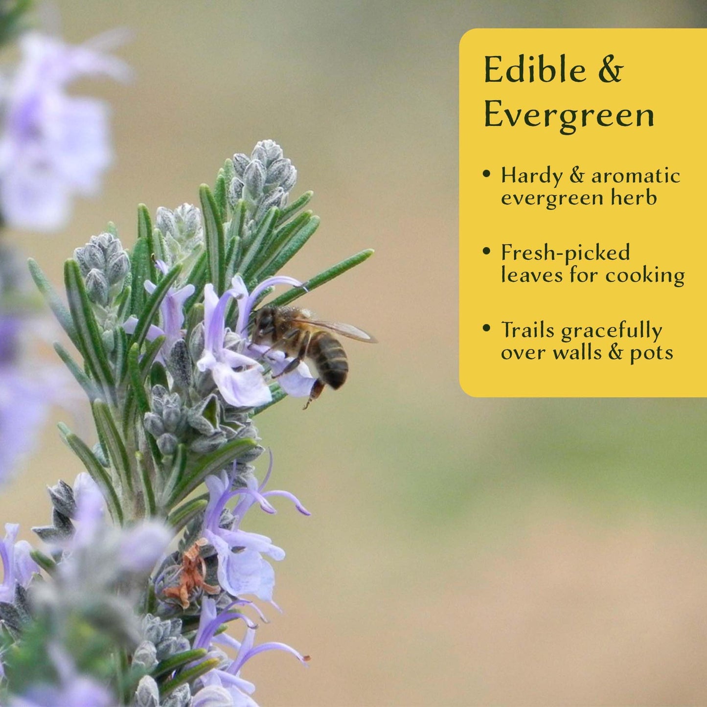 3 Creeping Rosemary in 2.5” Nursery Cubes (Rosmarinus officinalis ‘Prostratus’) | Evergreen Aromatic Groundcover Herb for Rock Gardens, Walls & Containers | Ready-to-Plant Live Starter Plants