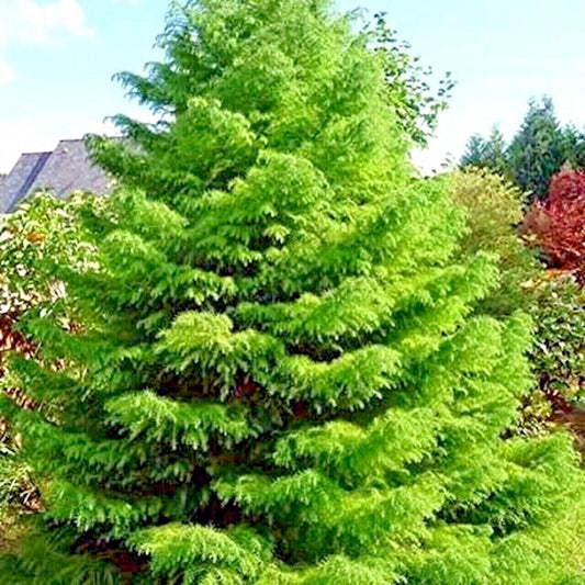 20 Seeds Cryptomeria Japonica | Japanese Red Cedar Tree Seeds Sugi Evergreen