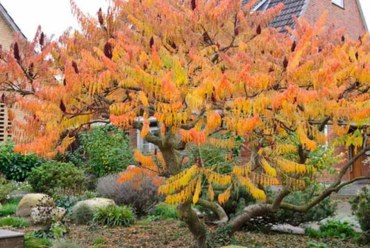 2 Staghorn Sumac Shrubs/Bushes - 10-18" Tall Live Plants - Native Fast Growing Ornamental Tree Seedlings - Rhus typhina - (2 Pack)
