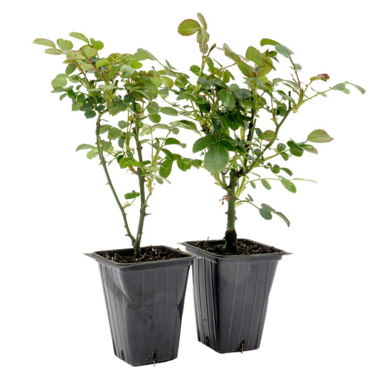 2 Pink Carpet Rose in 3.5” Nursery Cubes (Rosa ‘Flower Cover Pink’) | Low-Growing Groundcover Rose Shrub for Borders, Containers, and Mass Plantings | Ready-to-Plant Live Starter Plants