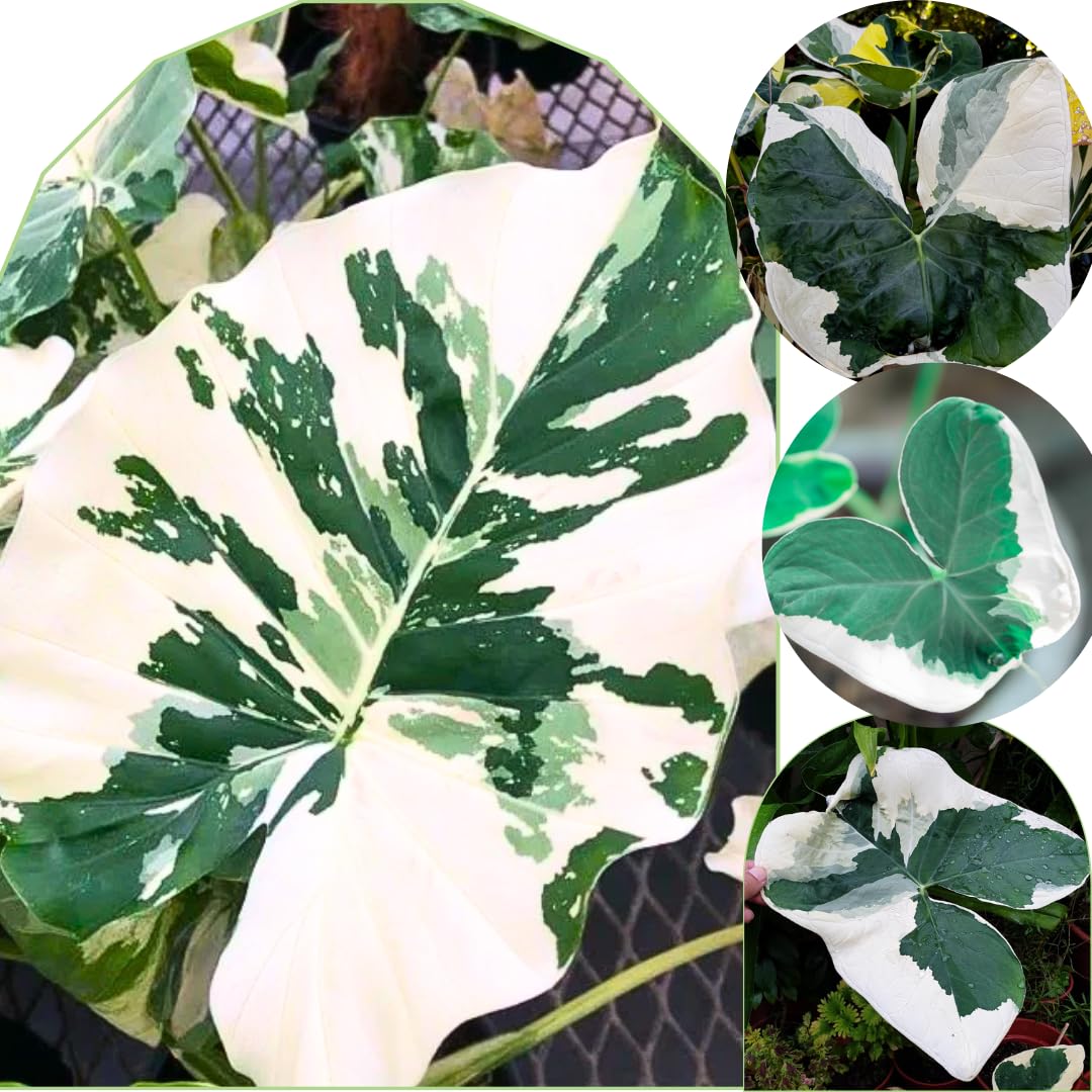 2 White Green Colocasia Live Plants, Alocasia Elephant Ear Live Plant for Growing, 4-6" Tall, Cold Hardy, Indoor Outdoor Planting