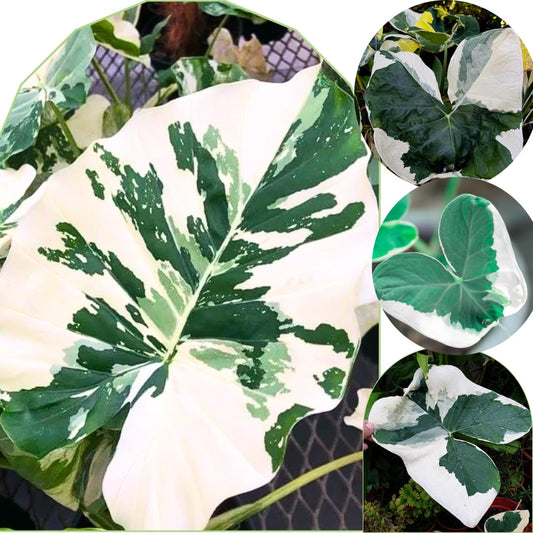 2 White Green Colocasia Live Plants, Alocasia Elephant Ear Live Plant for Growing, 4-6" Tall, Cold Hardy, Indoor Outdoor Planting
