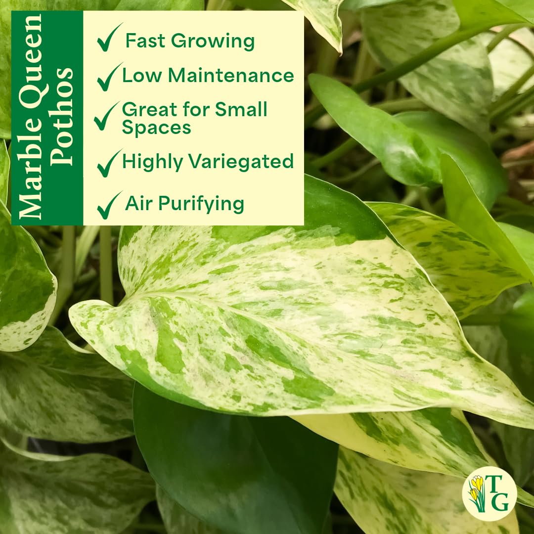 Thorsen's Greenhouse Marble Queen Pothos, Live Indoor Plant, Easy to Grow, Rare Variegated Houseplant, Natural Air Purifier, 4-inch Diameter Pot (Nursery Pot)