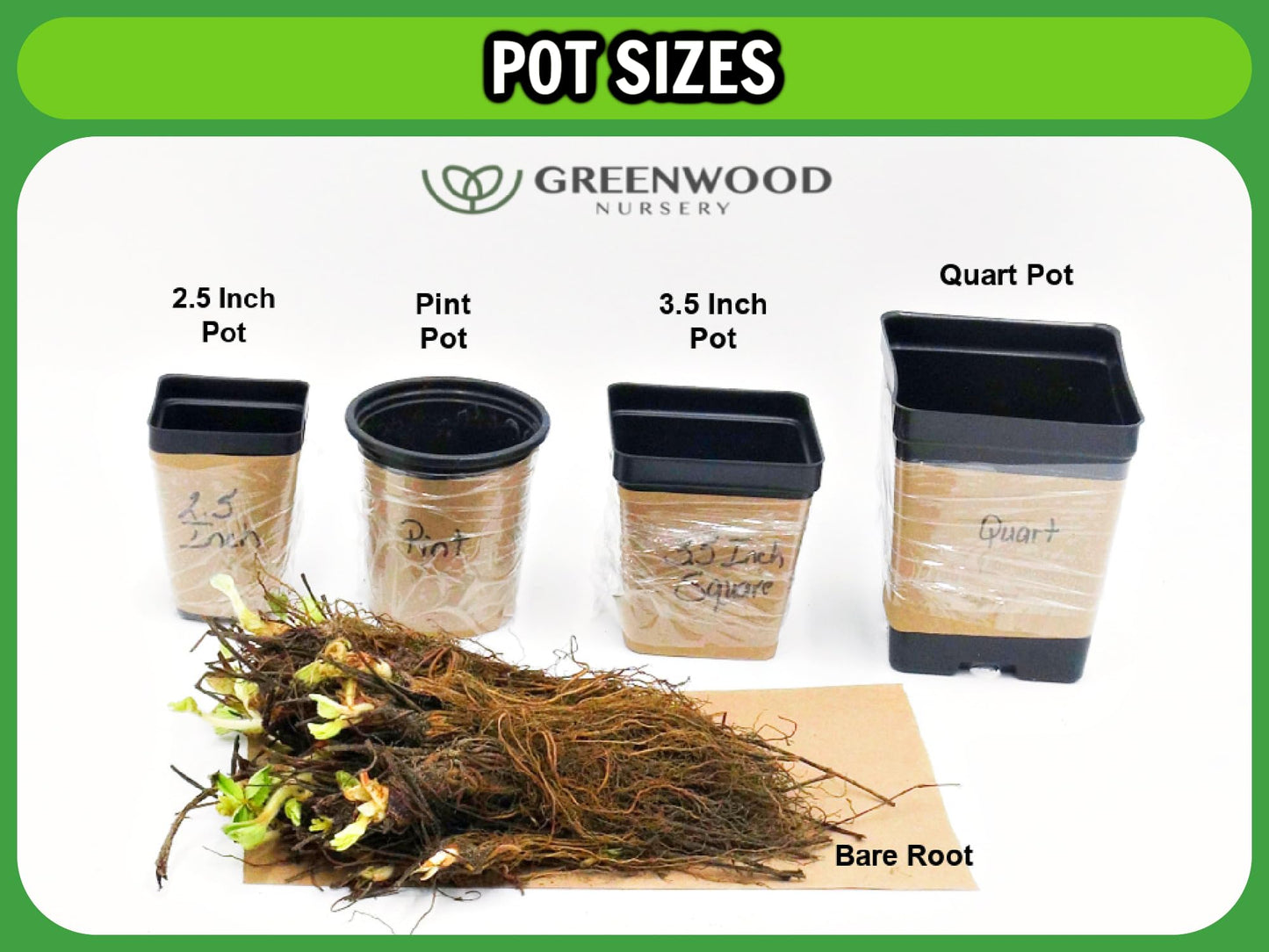 Greenwood Nursery: Live Perennial Plants - Yellow Trumpet Creeper Vine + Campsis Radicans - [Qty: 5X 3.5 Pots] - (Click for Other Available Plants/Quantities)