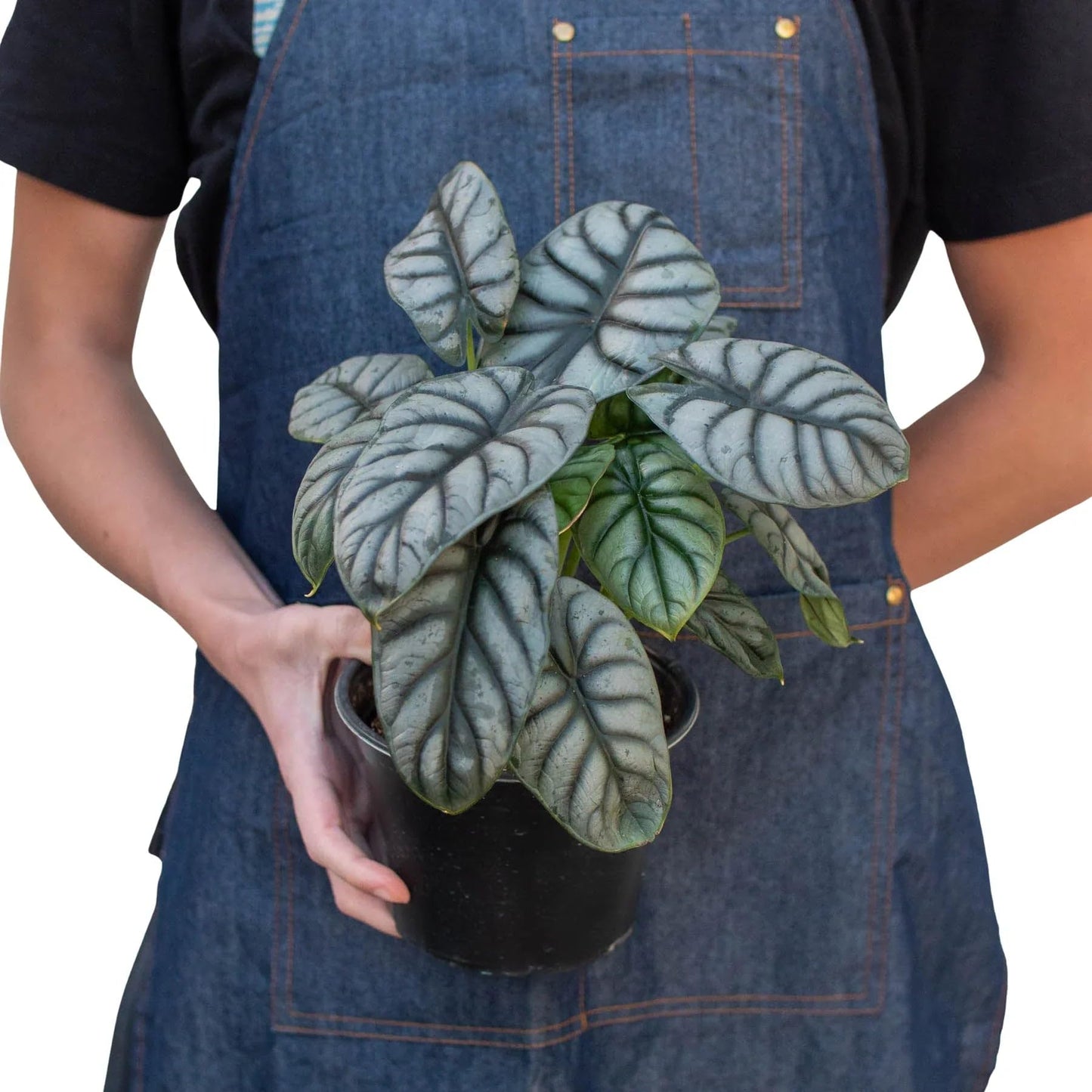 Alocasia Silver Dragon | Live Plant for Indoor & Outdoor | for Living Room, Office, Bathroom | (4" Pot)