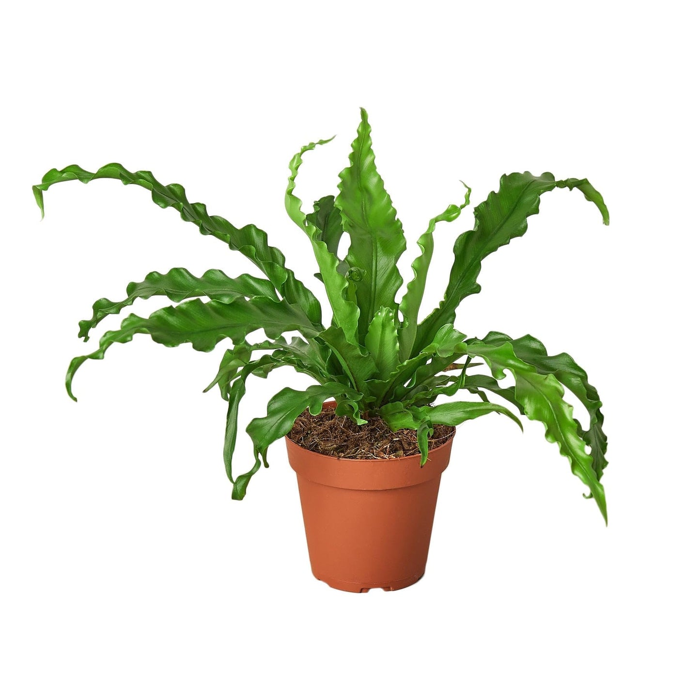 Birds Nest Victoria Fern | Live Plant for Indoor & Outdoor | for Living Room, Office, Bathroom | (4" Pot)