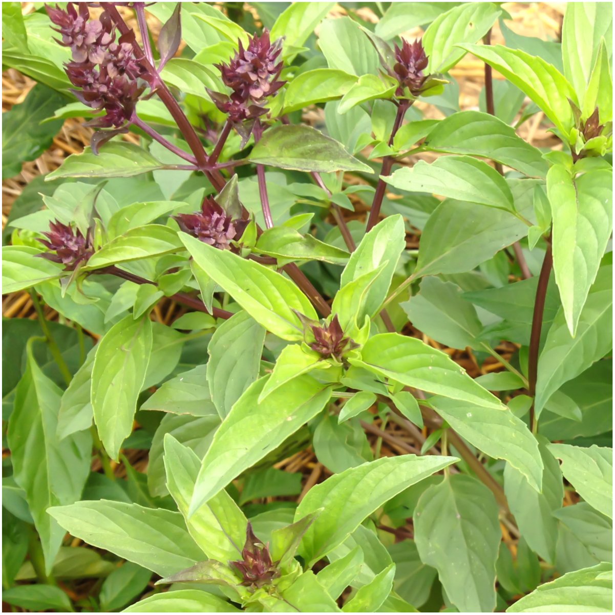 Seed Needs Culinary Basil Herb Seed Packet Collection (8 Individual Basil Seed Varieties for Planting) Non-GMO & Untreated Kitchen Herbs to Plant Indoors/Outdoors