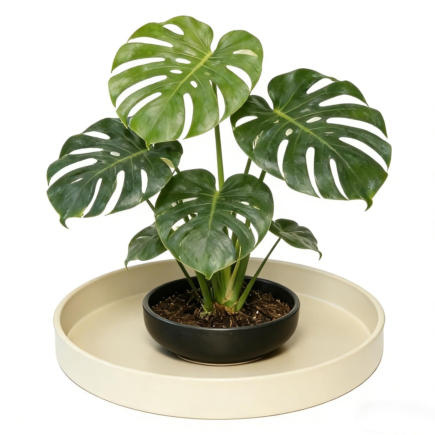 Afrine 1 Pack 12 inch Plant Saucer Drip Tray, Heavy Sturdy Plastic Planter Flower Pot Drainage Tray Plate Saucers for Indoor Outdoor Garden, Plant Water Drip Trays for pots Base (12", Beige)